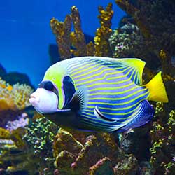 Aquarium Barcelona aquarium Barcelona