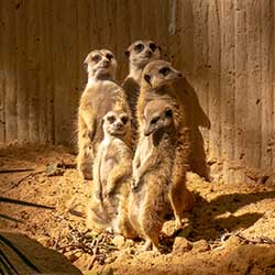 Zoo de Barcelona Tiergarten Zoo de Barcelona